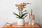 Oranje Phalaenopsis orchidee - Mineral Bolzano + Bubble pot white - potmaat Ø9cm | bloeiende kamerplant - vers van de kweker