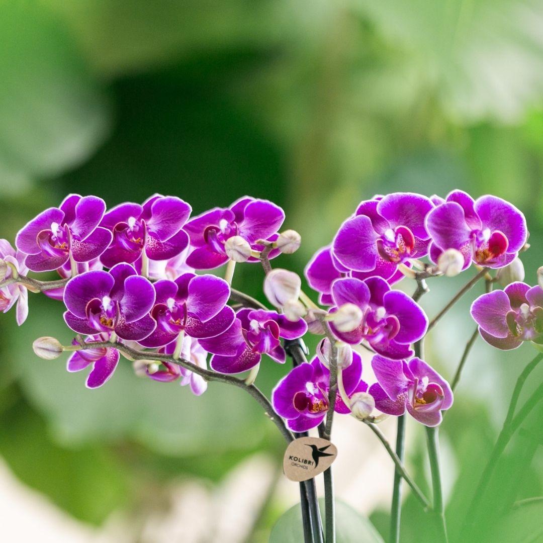 Paarse phalaenopsis orchidee potmaat Ø9cm | Morelia | bloeiende kamerplant - vers van de kweker