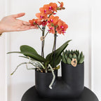 Set van oranje orchidee Bolzano en succulent in Tube sierpot black - potmaat Ø9cm | bloeiende kamerplant - vers van de kweker