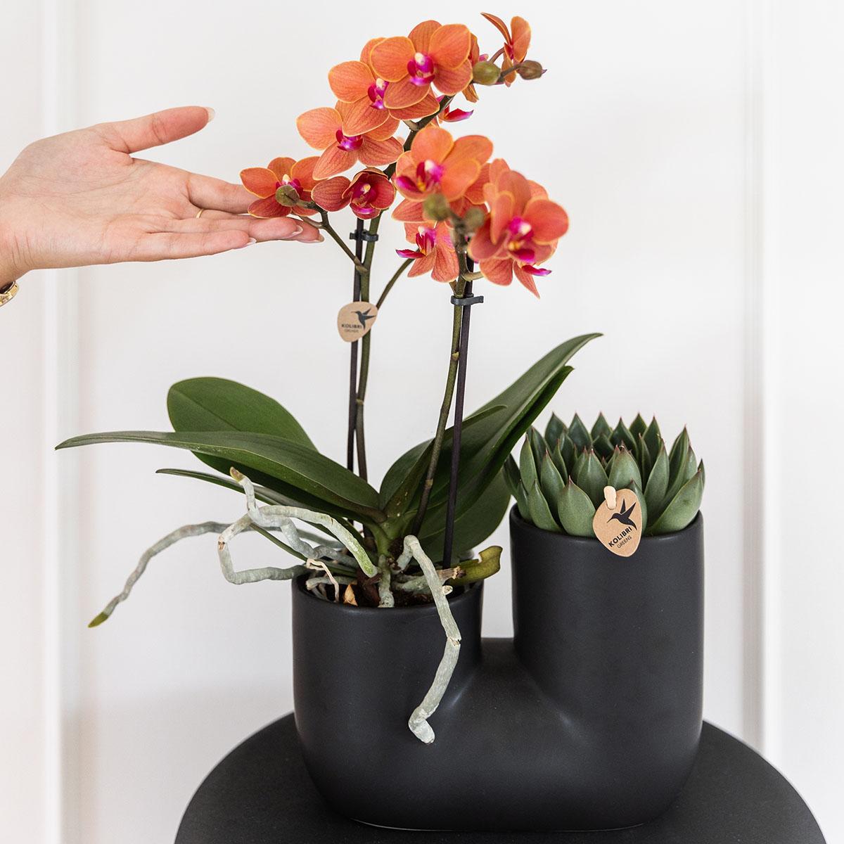 Set van oranje orchidee Bolzano en succulent in Tube sierpot black - potmaat Ø9cm | bloeiende kamerplant - vers van de kweker