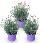 Tuinplant - 3x Lavandula angustifolia Munstead - Lavendel - Winterhard - Paars - 3 Planten - Pot 12cm - Hoogte 15-25cm