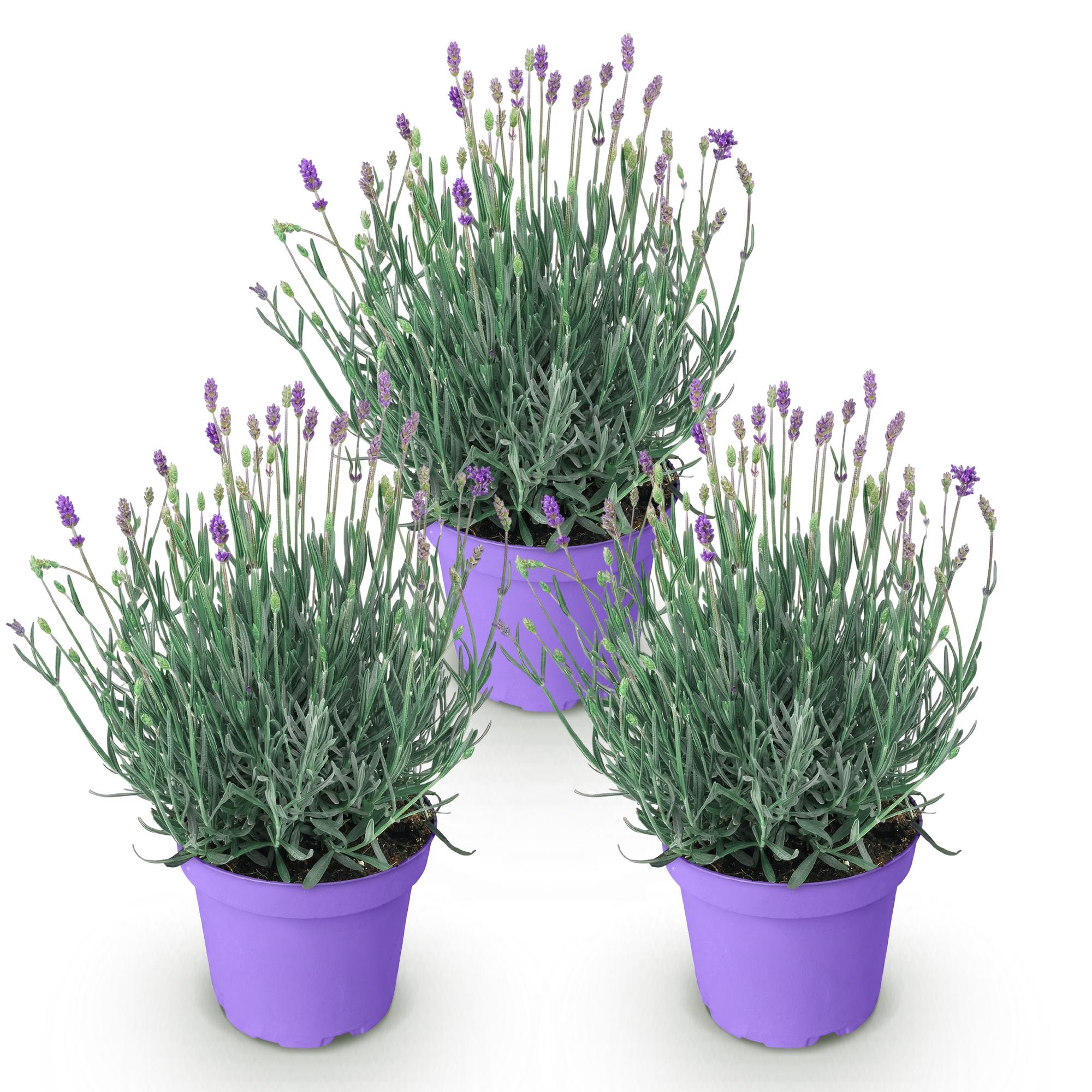 Tuinplant - 3x Lavandula angustifolia Munstead - Lavendel - Winterhard - Paars - 3 Planten - Pot 12cm - Hoogte 15-25cm