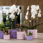 Roze Niagara Falls orchidee + Poppy roze sierpot – potmaat Ø12cm | bloeiende kamerplant – vers van de kweker