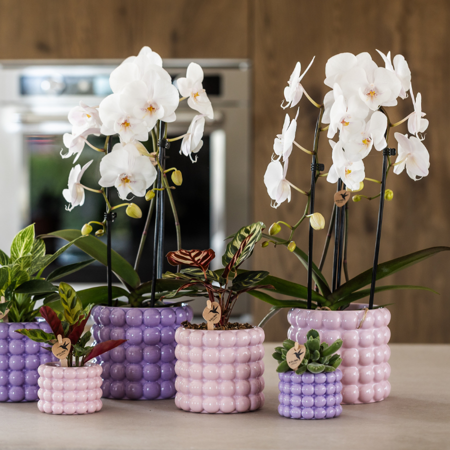 Roze Niagara Falls orchidee + Poppy roze sierpot – potmaat Ø12cm | bloeiende kamerplant – vers van de kweker
