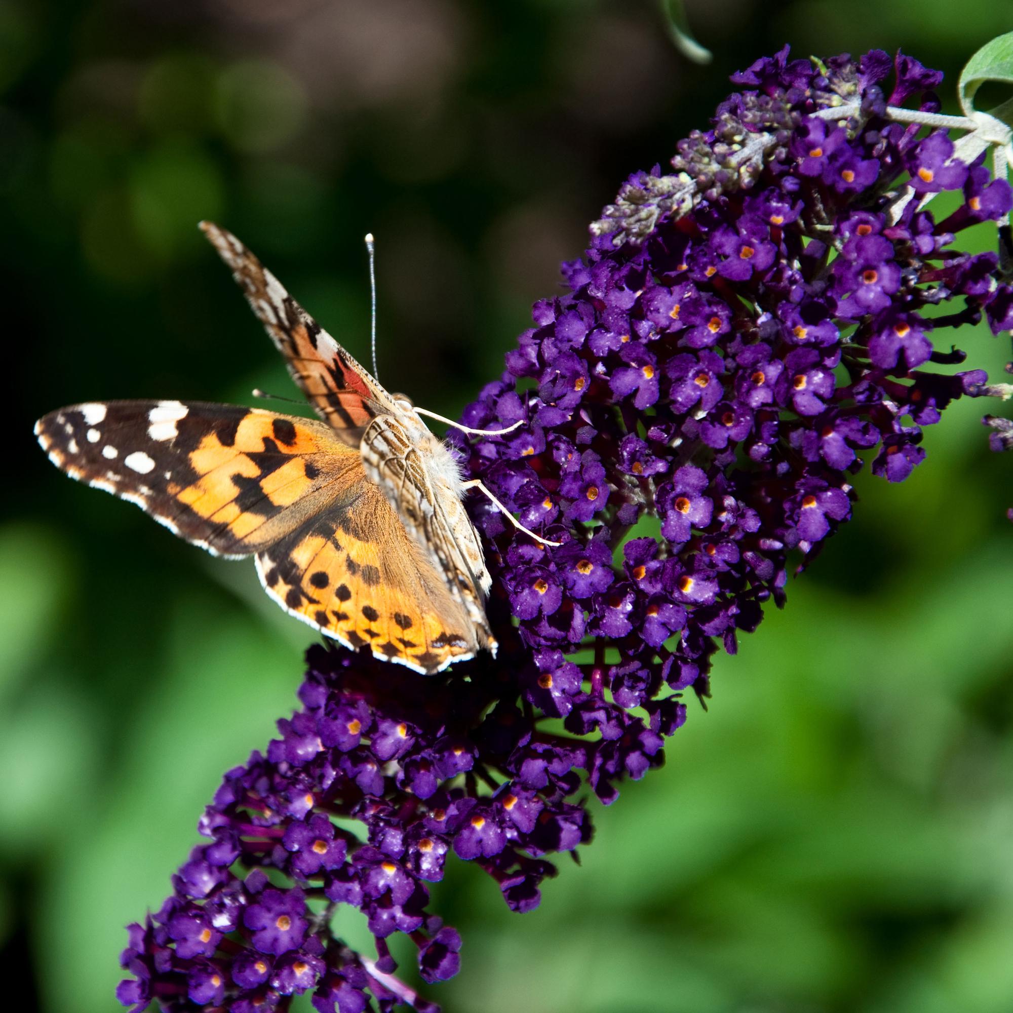 Tuinplant - 3xBuddleja davidii Black Night - Vlinderstruik - Winterhard - Paars - 3 Planten - Pot 17cm - Hoogte 45cm