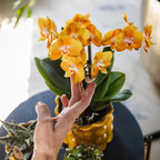 oranje gouden Phalaenopsis orchidee potmaat Ø12cm | Jewel Las Vegas | bloeiende kamerplant - vers van de kweker