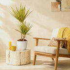 Dracaena Sunray - Drakenbloedboom - Weinig onderhoud - Groen - 1 Plant - met Potter Wit - Pot 21cm - Hoogte 90-100cm