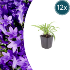 12x Campanula pers. 'Coerulea' - ↕10-25cm - Ø9cm
