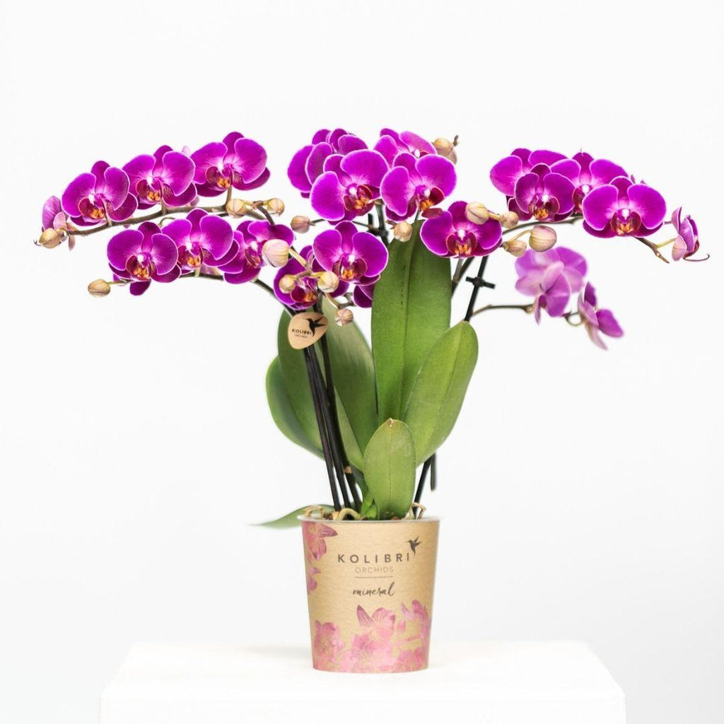 Paarse phalaenopsis orchidee potmaat Ø9cm | Morelia | bloeiende kamerplant - vers van de kweker