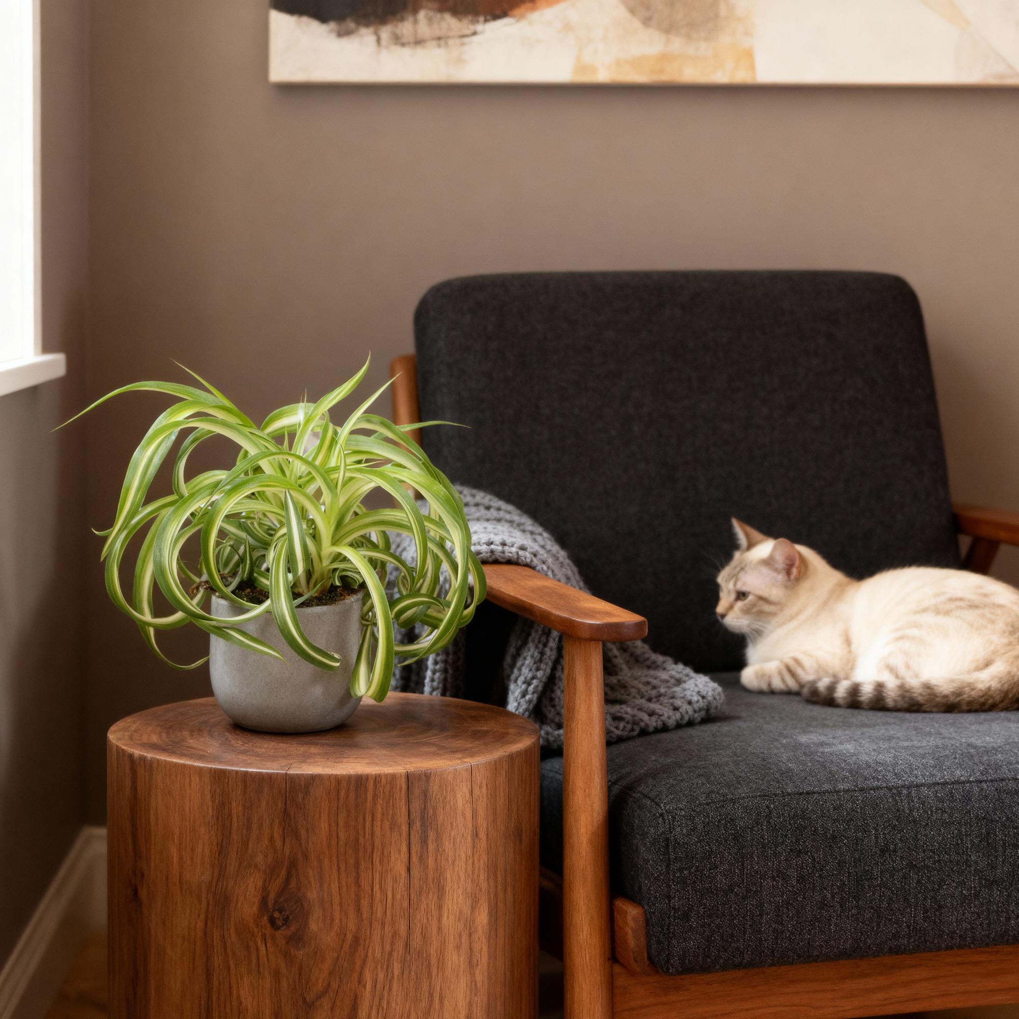 Kamerplant 2STUKS- Chlorophytum comosum Bonnie - Krullende Graslelie - Huisdiervriendelijk - Bont - 2 Planten - Pot 12cm - Hoogte 20-25cm