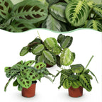 Kamerplant set van 3  - Marantha Silverband, Marantha Lemon Lime Marantha Kerchoveana - Gebedsplant - Huisdiervriendelijke Plant - Groen - 3 Planten - Pot 12cm - Hoogte 25cm