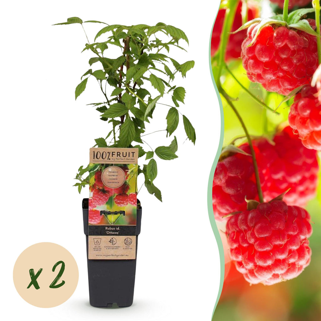 Fruitplant - 2xRubus idaeus Ottawa - Frambozenplant - Winterhard - Rode Framboos - 2 Planten - Pot 15cm - Hoogte 50cm