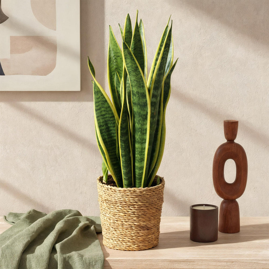 Sansevieria Laurentii - Vrouwentong - Weinig onderhoud - met mand - Groen - 1 Plant - Pot 17cm - Hoogte 60-70cm