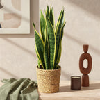 Sansevieria Laurentii - Vrouwentong - Weinig onderhoud - met mand - Groen - 1 Plant - Pot 17cm - Hoogte 60-70cm