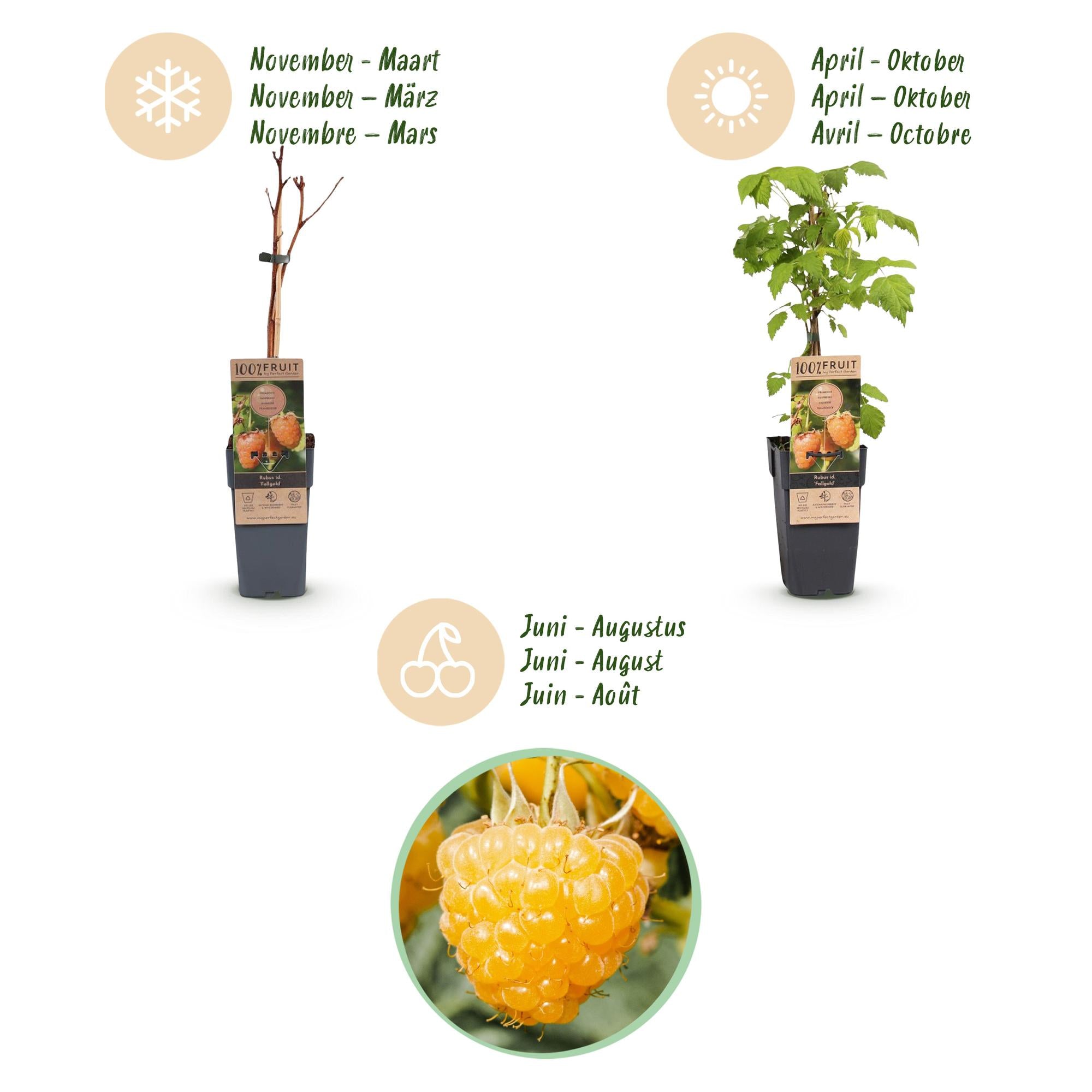 Fruitplant -2x Rubus idaeus Fallgold - Frambozenplant - Winterhard - Gele Framboos - 2 Planten - Pot 15cm - Hoogte 50cm