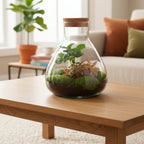 DIY terrarium - Sammie Coffea Red - Ø 22,5 cm ↑ 27 cm - Normal