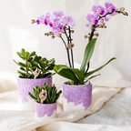 Paarse Vienna orchidee + Bloom sierpot paars – potmaat Ø9cm | bloeiende kamerplant – vers van de kweker