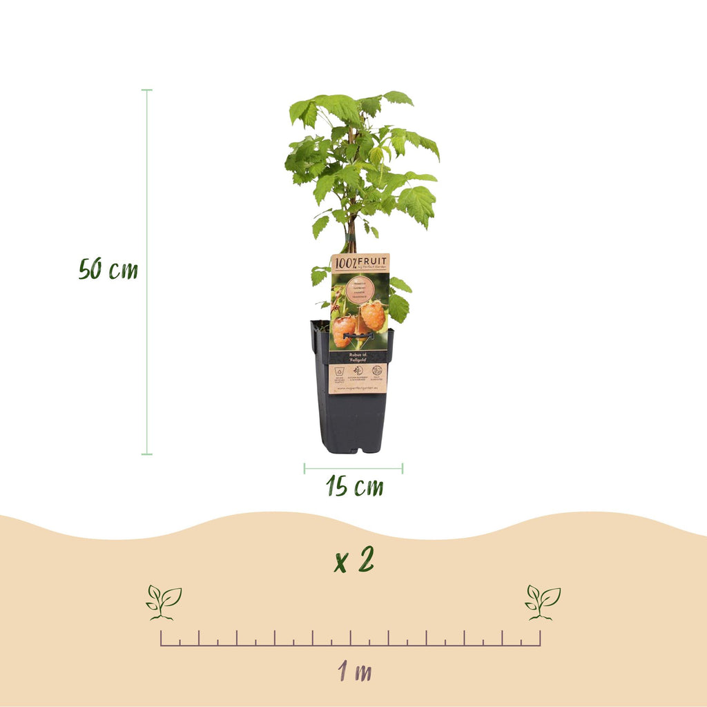 Fruitplant -2x Rubus idaeus Fallgold - Frambozenplant - Winterhard - Gele Framboos - 2 Planten - Pot 15cm - Hoogte 50cm