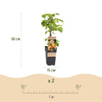 Fruitplant -2x Rubus idaeus Fallgold - Frambozenplant - Winterhard - Gele Framboos - 2 Planten - Pot 15cm - Hoogte 50cm