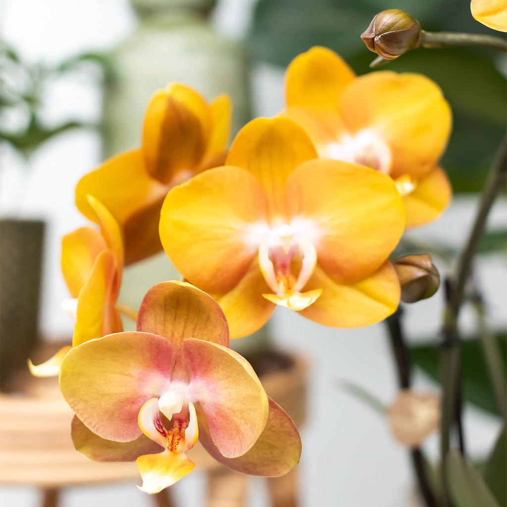 Oranje phalaenopsis orchidee Las Vegas in cognac kleurige Glazed sierpot - potmaat Ø12cm