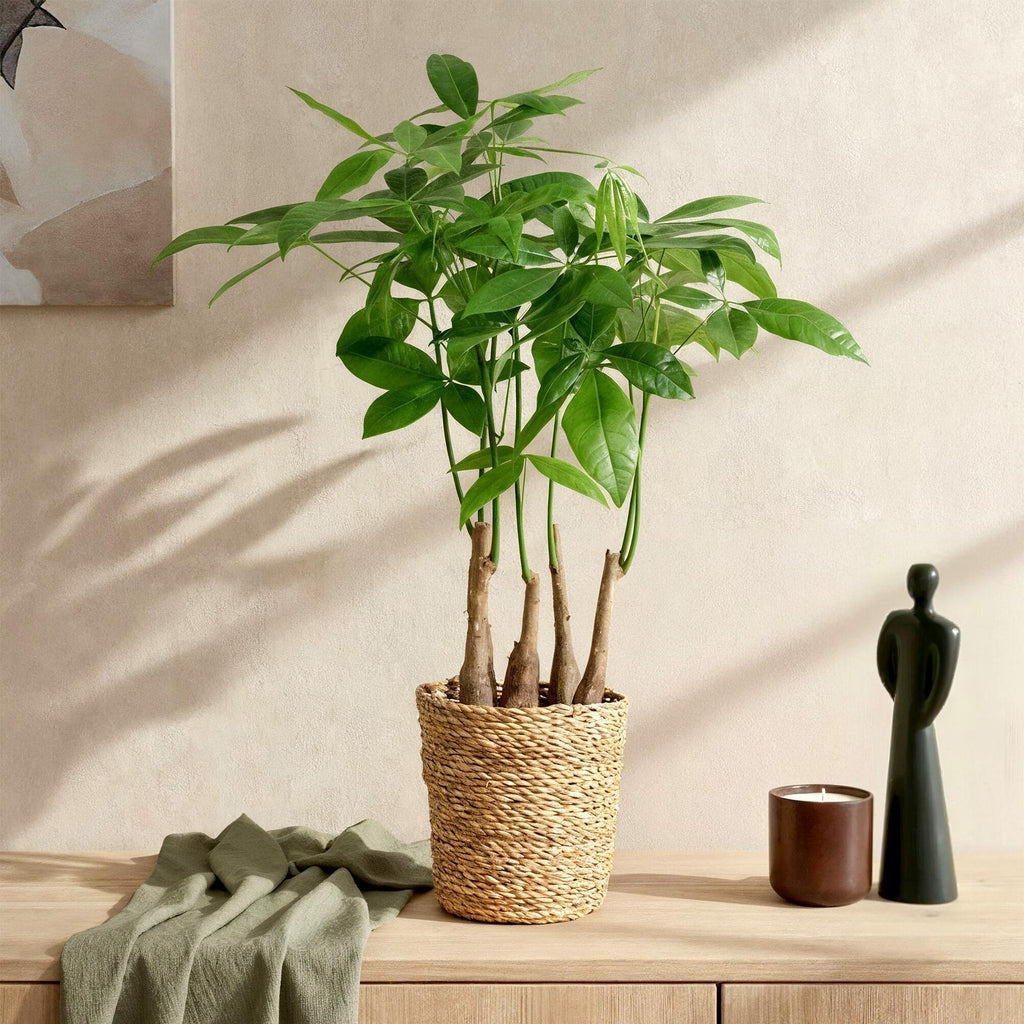 Pachira Aquatica multi stam - Geldboom - Weinig onderhoud - met mand - Groen - 1 Plant - Pot 17cm - Hoogte 50-55cm