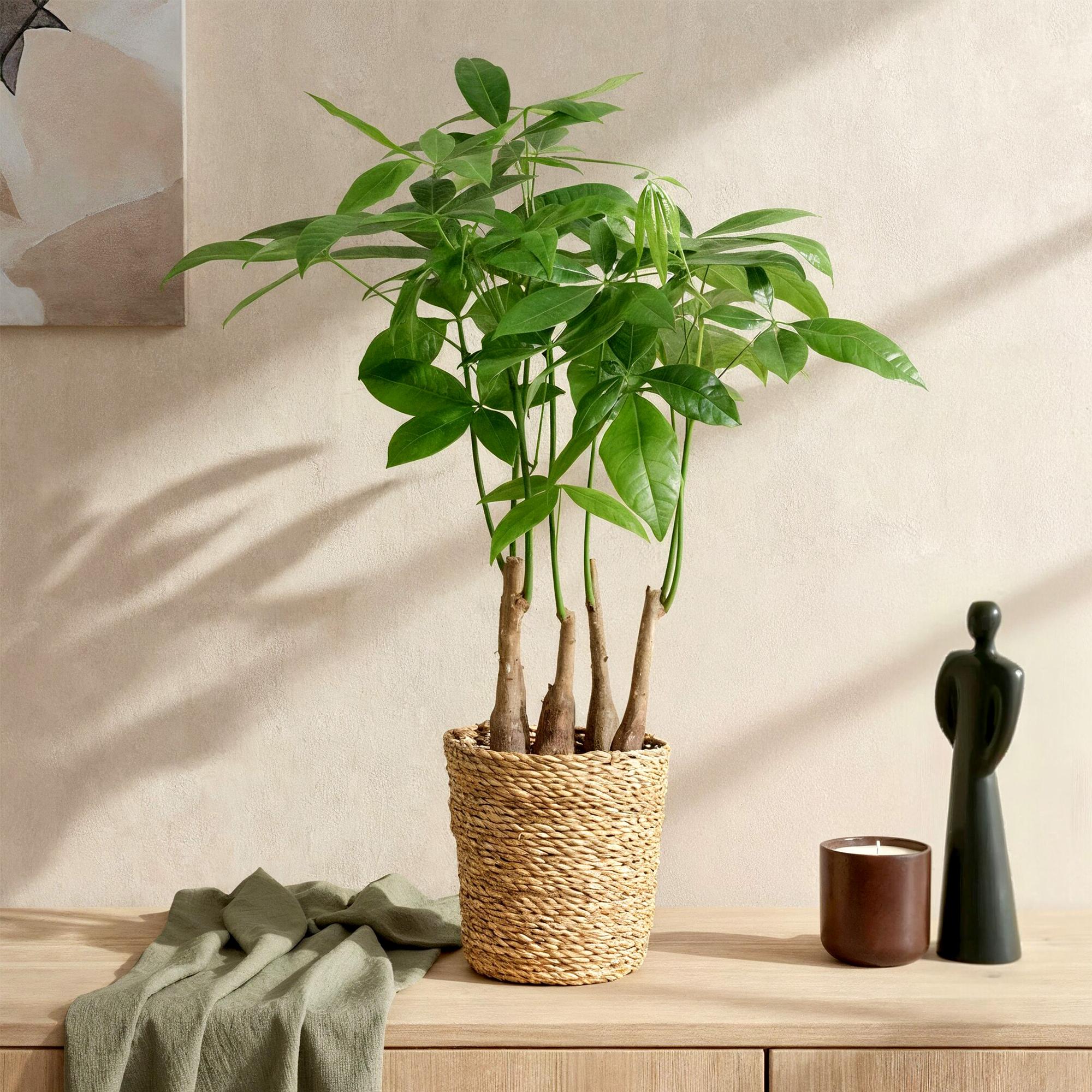 Pachira Aquatica multi stam - Geldboom - Weinig onderhoud - met mand - Groen - 1 Plant - Pot 17cm - Hoogte 50-55cm