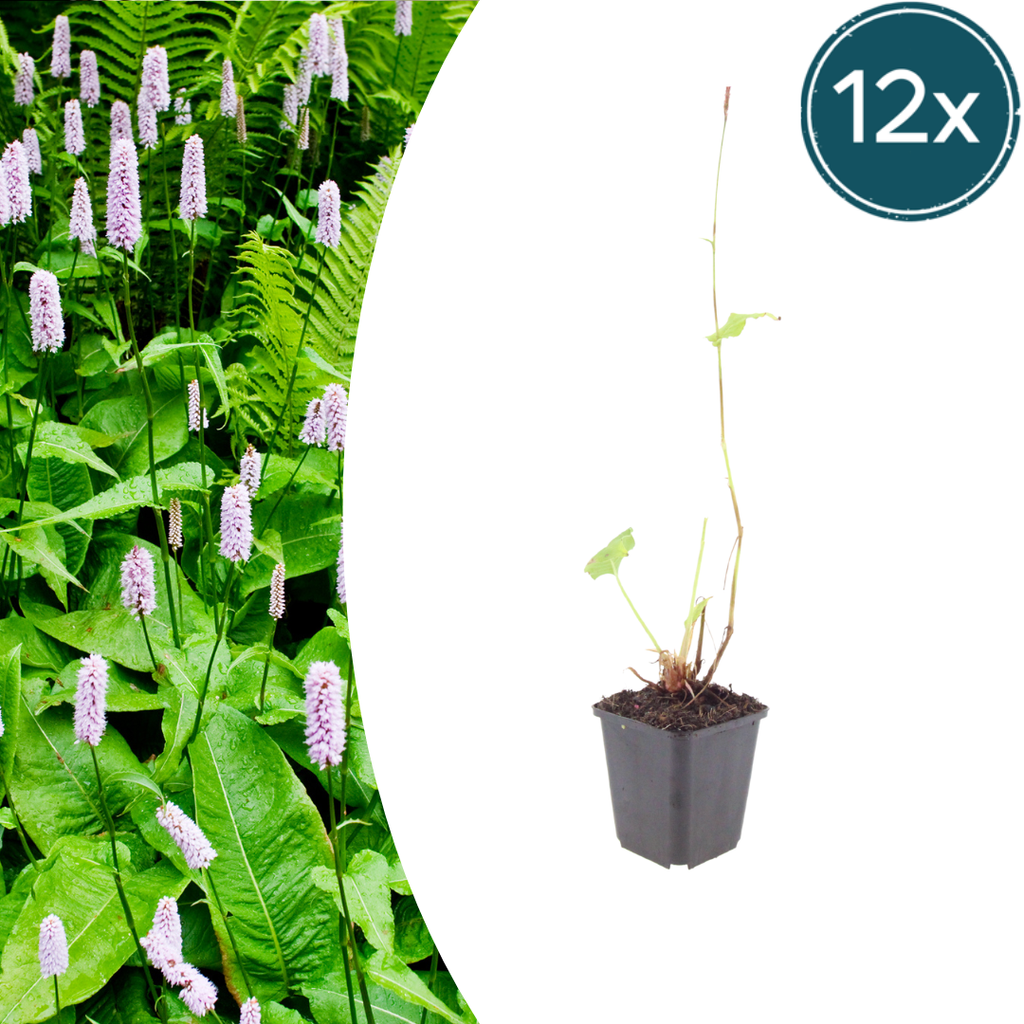 12x Persicaria a. 'Alba' - ↕10-25cm - Ø9cm