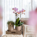 Set van witte orchidee Zürich en Succulent in Tube sierpot Sand - potmaat Ø9cm | bloeiende kamerplant - vers van de kweker