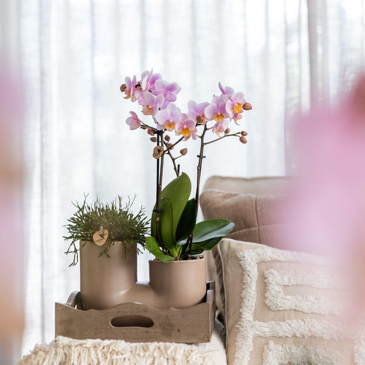 Set van witte orchidee Zürich en Succulent in Tube sierpot Sand - potmaat Ø9cm | bloeiende kamerplant - vers van de kweker