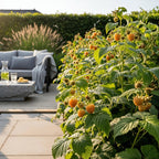 Fruitplanten - 3xFramboos - Rubus idaeus Fallgold - Winterhard - 3 Planten - Pot 9 cm - Gele Framboos