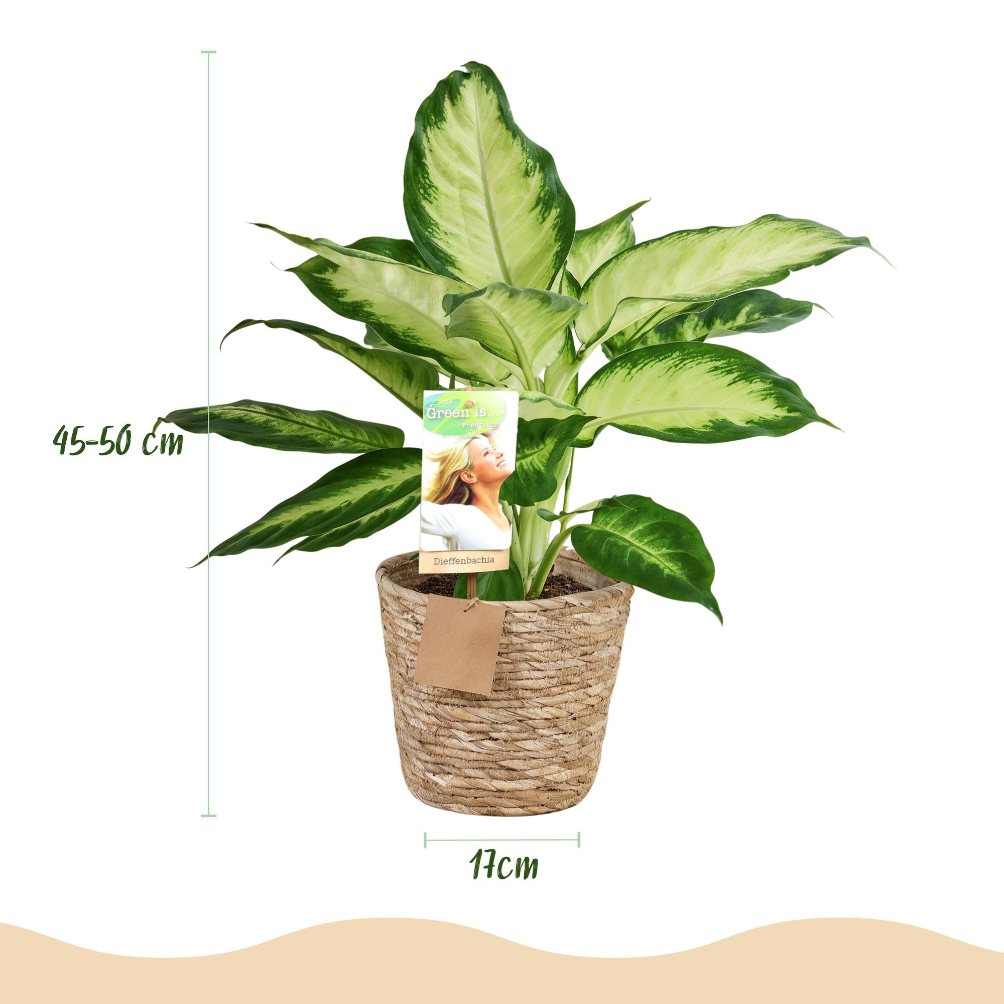 Diefenbachia Camilla - Dieffenbachia - Weinig onderhoud - met mand - Groen - 1 Plant - Pot 17cm - Hoogte 45-50cm