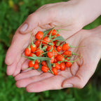 Fruitplanten -3x Goijbes - Lycium Barbarum - Winterhard - 3 Planten - Pot  9 cm - Oranje - Rode Vrucht