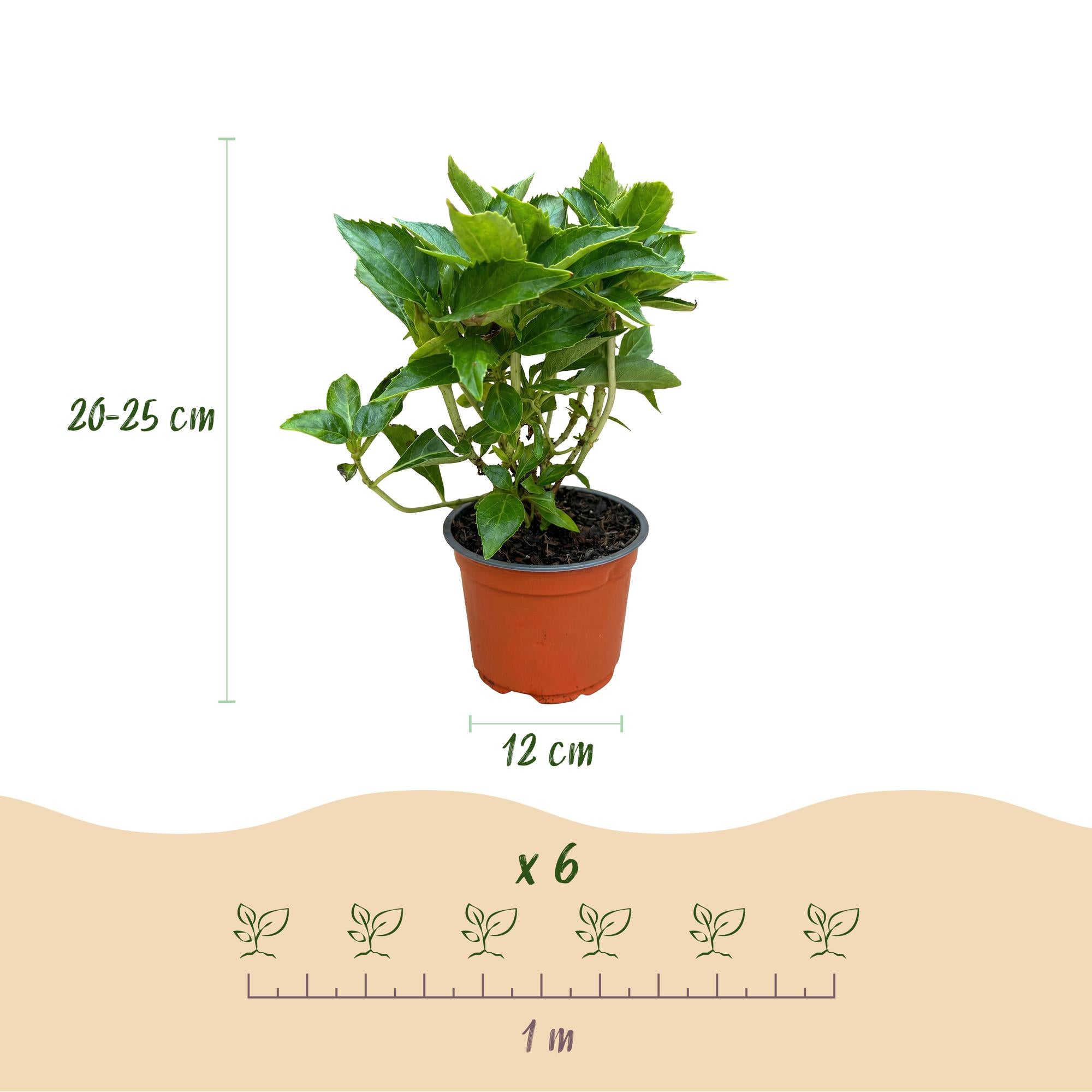 Hydrangea macrophylla Wit - Hortensia - Winterhard - Wit - 3 Planten - Pot 12cm - Hoogte Hoogte 20-30cm