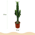 Euphorbia eritrea - Afrikaanse melkboom - Weinig onderhoud - Groen - 1 - Pot 19cm - Hoogte 70cm