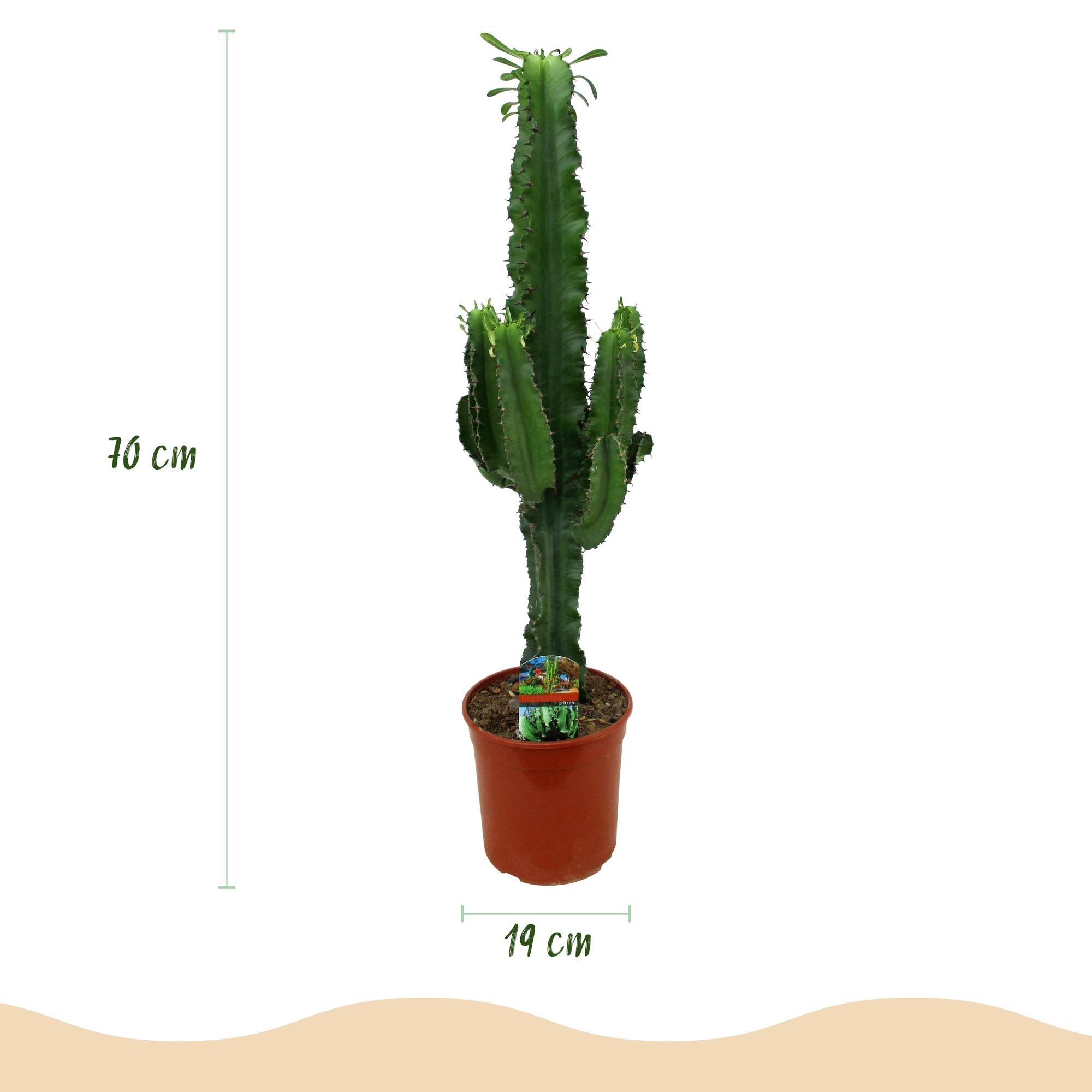 Euphorbia eritrea - Afrikaanse melkboom - Weinig onderhoud - Groen - 1 - Pot 19cm - Hoogte 70cm
