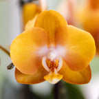 oranje gouden Phalaenopsis orchidee potmaat Ø12cm | Jewel Las Vegas | bloeiende kamerplant - vers van de kweker