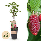 Fruitplant - 2x Rubus log. Tayberry - Braamboos - Winterhard - Paarse Framboos - 2 Planten - Pot 15cm - Hoogte 50cm