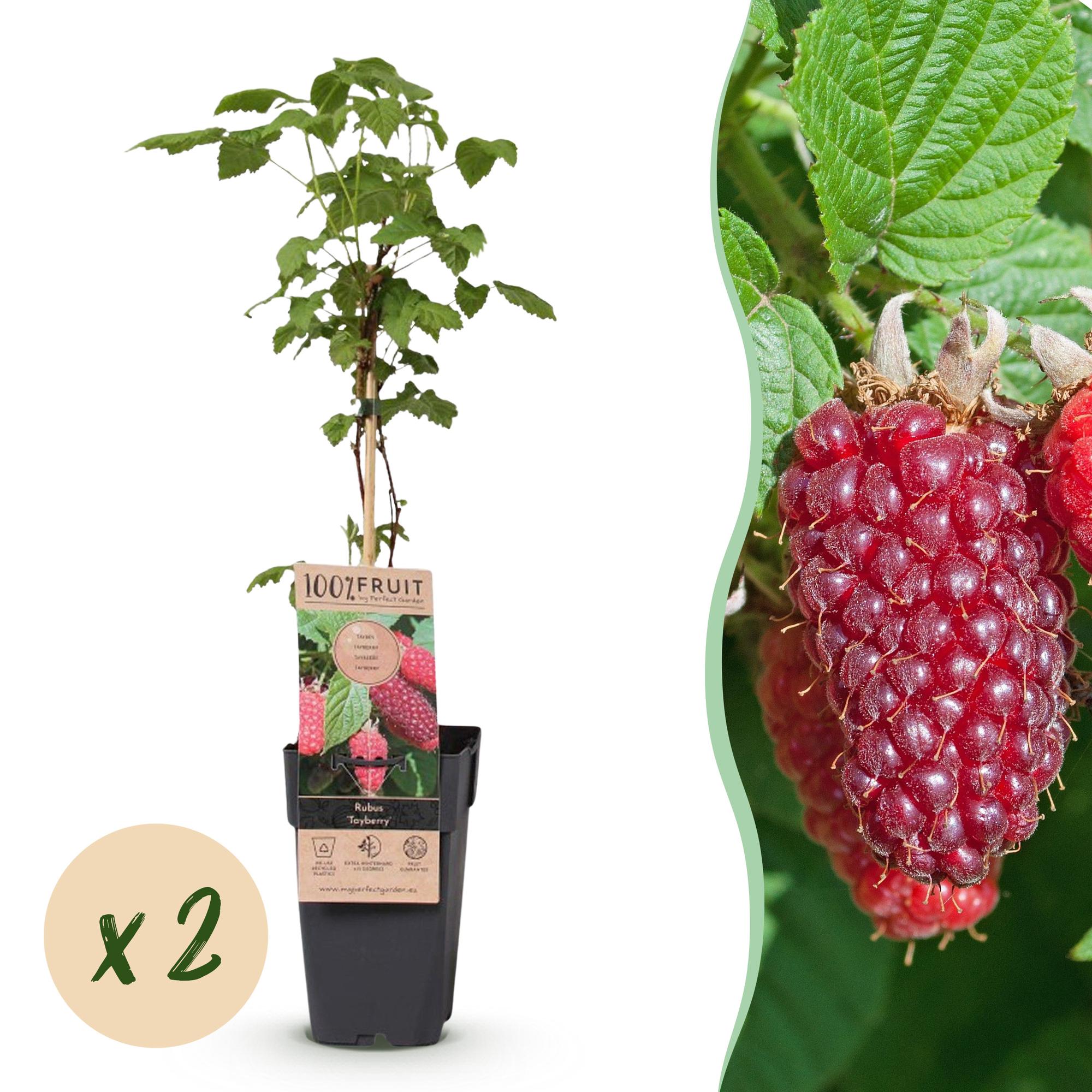Fruitplant - 2x Rubus log. Tayberry - Braamboos - Winterhard - Paarse Framboos - 2 Planten - Pot 15cm - Hoogte 50cm