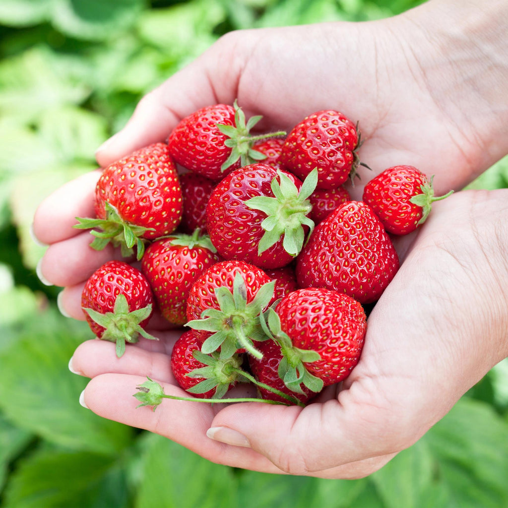 Fruitplanten -3x  Aardbei - Fragaria Elvira - Winterhard - 3 Planten - Pot 9 cm - Rode Aardbei
