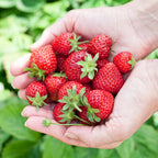 Fruitplanten -3x  Aardbei - Fragaria Elvira - Winterhard - 3 Planten - Pot 9 cm - Rode Aardbei