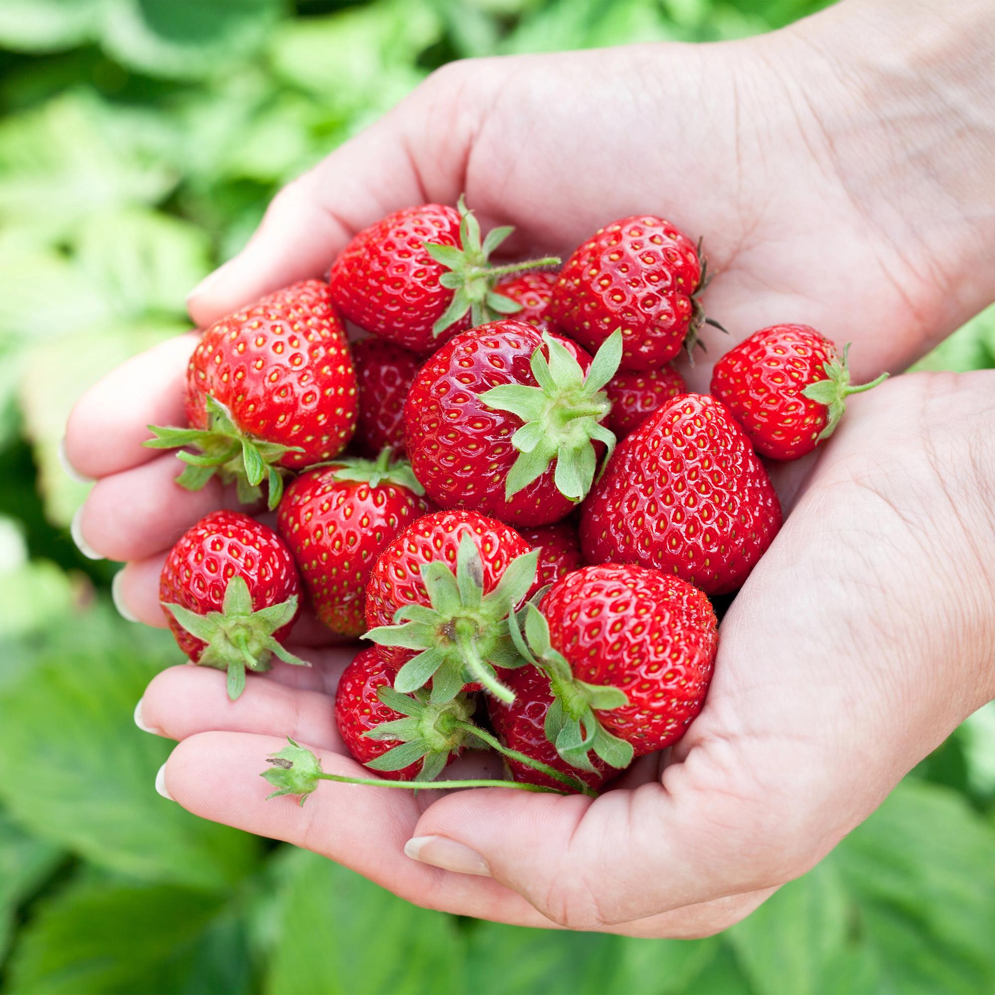 Fruitplanten -3x  Aardbei - Fragaria Elvira - Winterhard - 3 Planten - Pot 9 cm - Rode Aardbei
