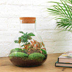 DIY terrarium - Sammie Coffea Red - Ø 22,5 cm ↑ 27 cm - Normal