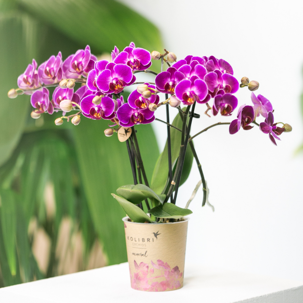 Paarse phalaenopsis orchidee potmaat Ø9cm | Morelia | bloeiende kamerplant - vers van de kweker