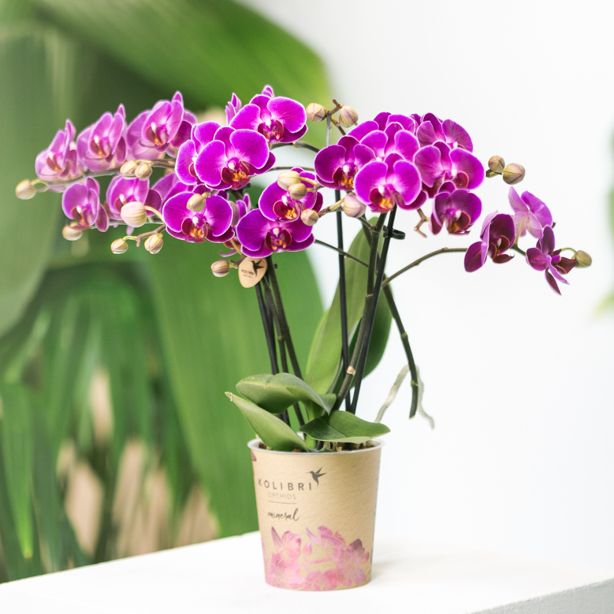 Paarse phalaenopsis orchidee potmaat Ø9cm | Morelia | bloeiende kamerplant - vers van de kweker