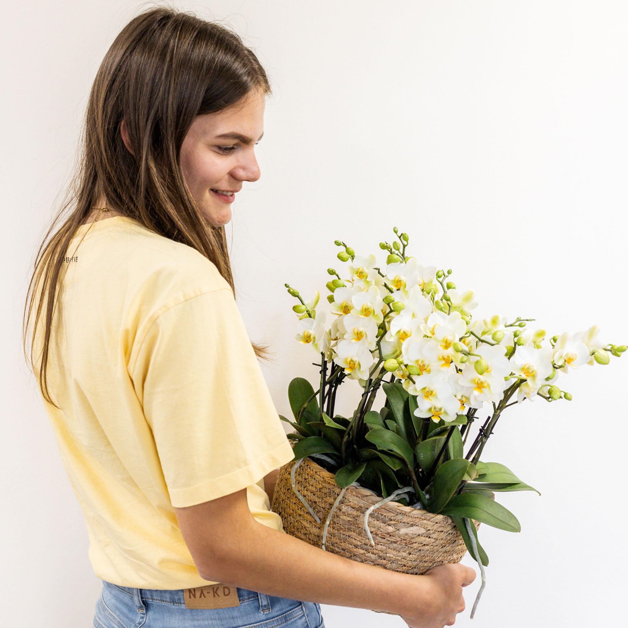 witte plantenset in Cotton Basket incl. waterreservoir | drie witte orchideeën Lausanne 9cm en drie groene planten | Jungle Bouquet wit met zelfvoorzienend waterreservoir