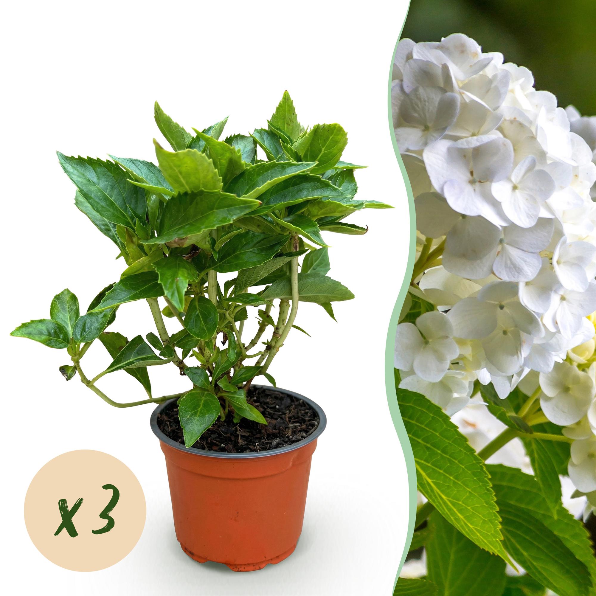 Hydrangea macrophylla Wit - Hortensia - Winterhard - Wit - 3 Planten - Pot 12cm - Hoogte Hoogte 20-30cm