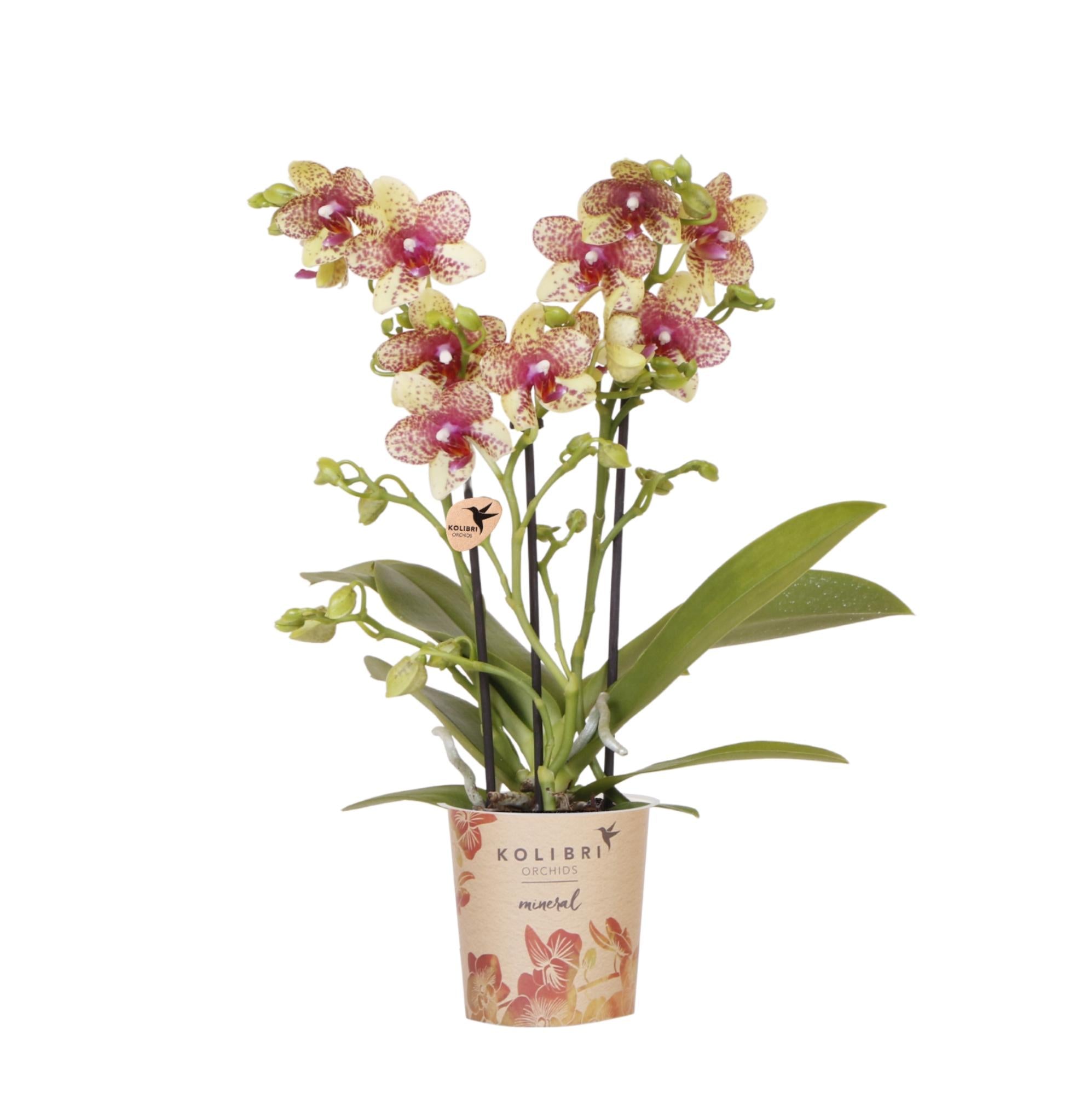 Kolibri Orchids | Oranje gele phalaenopsis orchidee potmaat Ø9cm | Grosseto | bloeiende kamerplant - vers van de kweker
