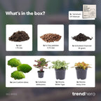 Planten terrarium navulling & startpakket - Calathea Makoyana - Package 2