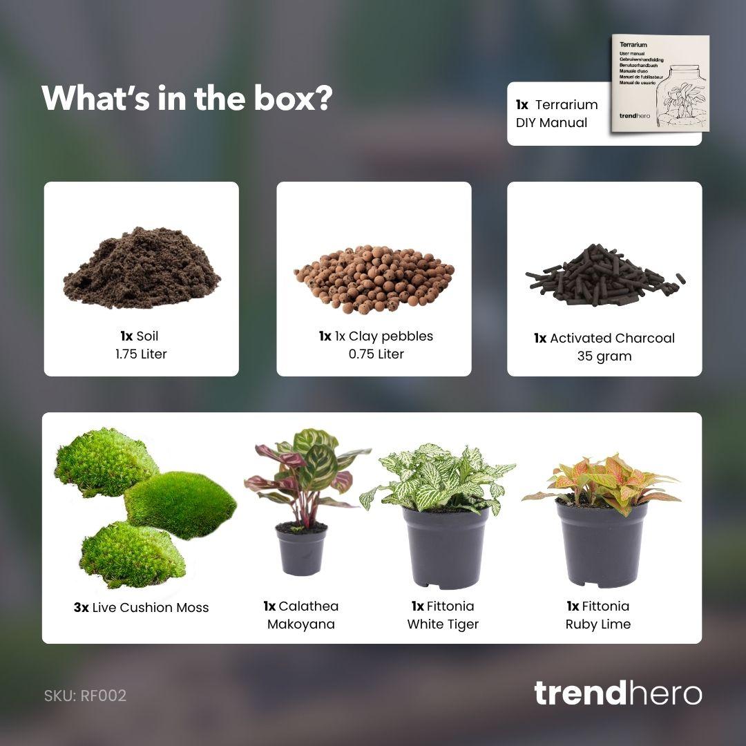 Planten terrarium navulling & startpakket - Calathea Makoyana - Package 2