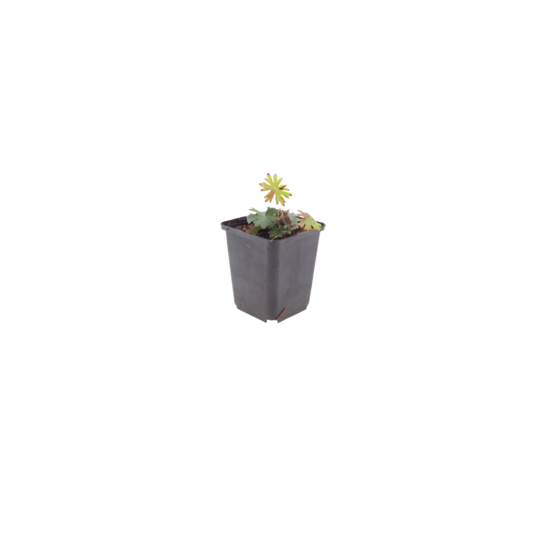 6x Geranium sanguineum - ↕10-25cm - Ø9cm